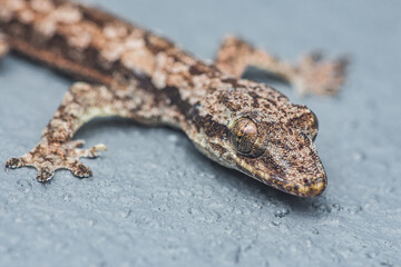 Flat-tailed house gecko, Hemidactylus platyurus close up head isolated on floor background.