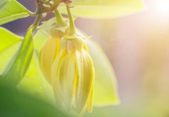 Ylang ylang flower with natural bokeh background, leaves and morning sun.