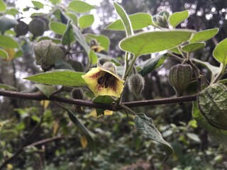 flower on a tree