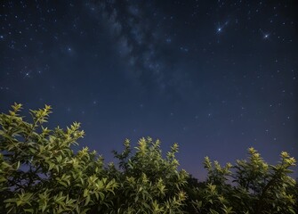 Fototapeta premium A soft sharp image of a tree illuminated by the night sky of bright stars. Taken in Stellenbosch, South Africa 