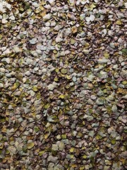 autumn leaves background