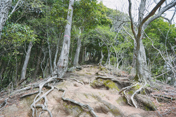 急登の木の根道　丹沢　
