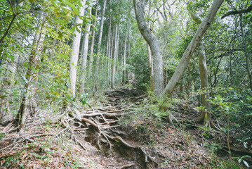 急登の木の根道　丹沢　