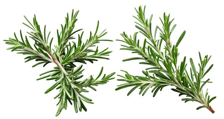 Fototapeta premium set of rosemary branch isolated on transparent background