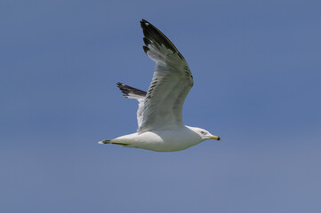 Ring Billed Gull flies over Lake Huron at Hoeft State Park, near Rogers City, Michigan.