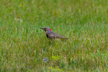 A Yellow Shafted Northern Flicker at Lake Huron, in Rogers City. Michigan.