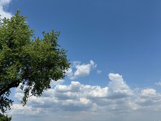 Tree and beautiful sky clouds 