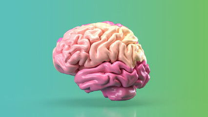 The pink brain for eduction or creative concept 3d rendering.