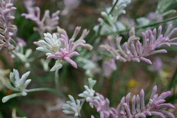 カンガルーポーの色彩