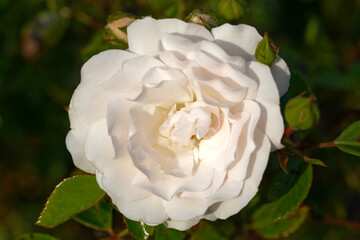 Beautiful fresh rose flower in the garden. Rose flowers on the background blurry roses flower in the garden of roses