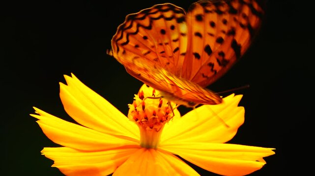 4K Butterfly flying concept. slow motion thai butterfly fly catching yellow flower on daytime. This butterfly is beautiful orange black color 