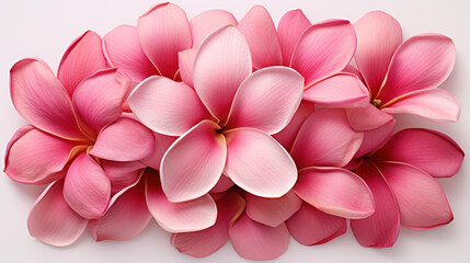 Obraz premium Stunning pink petals contrast beautifully against a white backdrop in this vivid display.