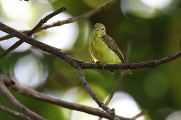 Dark-capped Yellow Warbler