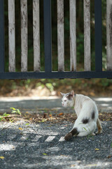 A homeless white cat walks in the garden.