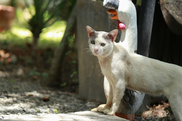 A homeless white cat walks in the garden.