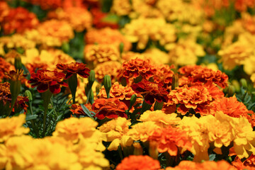 陽光に輝くマリーゴールド