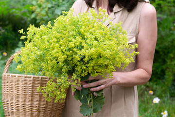 woman holding basket and flowers of  Lady's Mantle