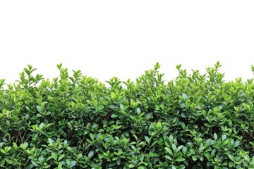 Obraz premium Bush border plant backgrounds nature.