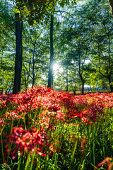 Fototapeta premium 埼玉県・巾着田 林の中に咲く赤い彼岸花