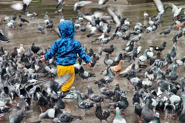 Cute boy feeding and chasing birds on Dam Square in Amsterdam on summer day. Child feeding pigeons...