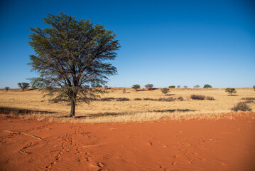 In the Namib Desert