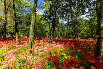 埼玉県・巾着田　林の中に咲く赤い彼岸花