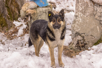 Homeless dog in the snow. The dog is looking at the camera.