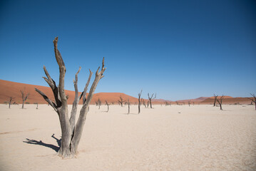 Deadvlei in the Namib-Naukluft National Park