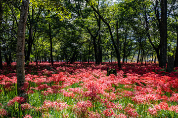 埼玉県・巾着田　林の中に咲く赤い彼岸花