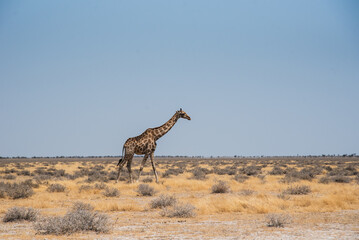Giraffe in der Namibischen Wüste