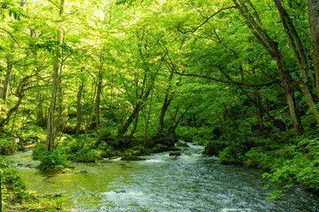 マイナスイオンを感じる森の風景
