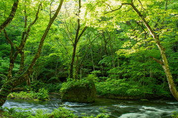 緩やかな小川の流れと新緑の木々