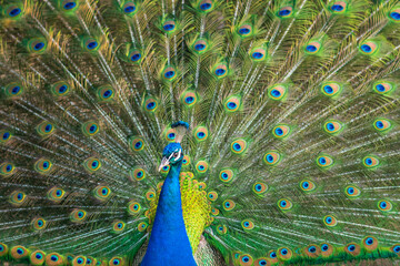 Obraz premium Beautiful peacock with feathers out