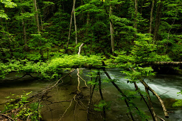 小川の上を複雑に力強く生きる枝