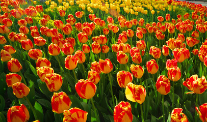 Colorful tulips flowers.