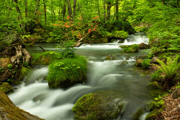 森の中をゆったり流れる小川の水