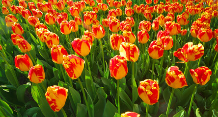 Fototapeta premium Colorful tulips flowers. Spring texture and floral Natural scene.