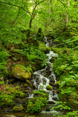 山の上流から流れ落ちる小さな水の流れ