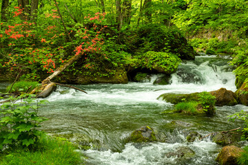 白い飛沫と赤い花