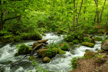 激しく流れる森の小川