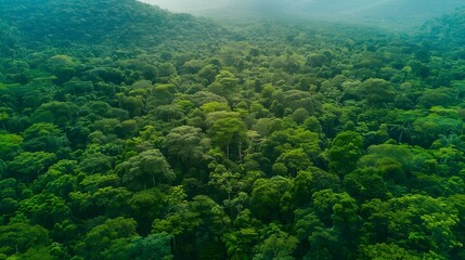 Drone view of amazing green forest with trees and bushes growing in countryside. 