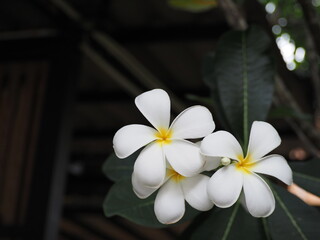 Natural tropical frangipane blooming exotic background. White flowers frangipane blooming on the tree in the garden natural. Plumeria flowers 5 white petals, yellow stamens, has light fragrance.
