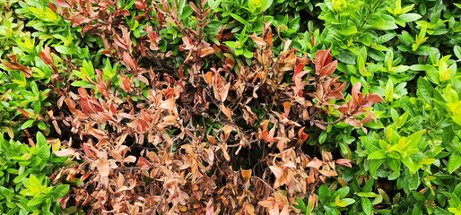 West Indian Jasmine that is exposed to strong sunlight until leaves are crisp and brown (Xora chinensis Lamk., Ixora spp.) Tree is a shrub lack water. Global warming causes drought and tree death.
