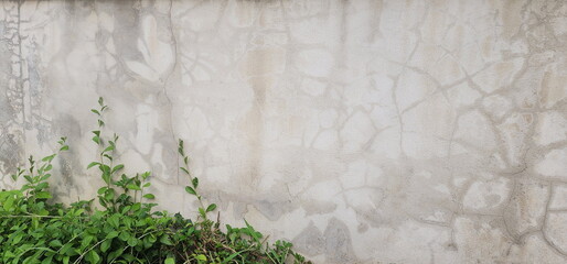 The cement fence was soaked with water. Unpainted plaster wall has cracks and khoi trees grow beneath it. Cement walls that are exposed to water, rain, dust and hot weather cause pronounced cracks. 
