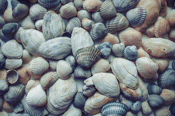 Many large beautiful seashells are laid out evenly on a white background close-up. Natural texture, top view.