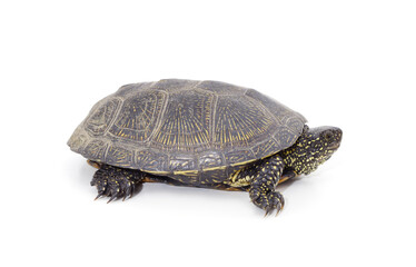 Fototapeta premium One beautiful turtle.