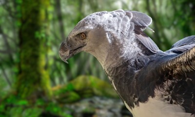 Harpy eagle Park Condor Reservation A beautiful grey and white Harpy eagle proudly sitting on a branch of a tree in the wild