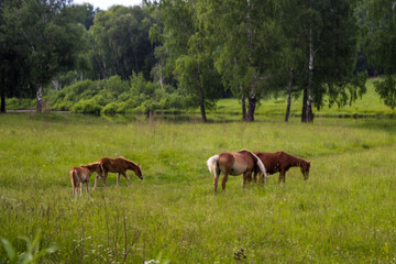 Horses grazing on a green meadow in a sunny summer day