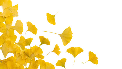 銀杏、いちょう、秋、黄色、PNG 、透過原稿、風