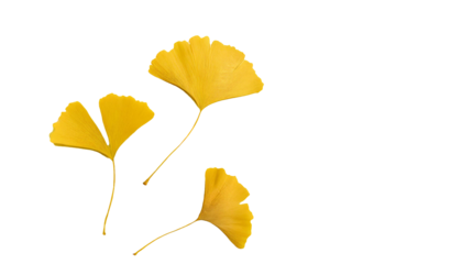 銀杏、いちょう、秋、黄色、PNG 、透過原稿、風